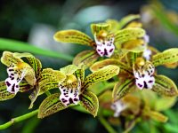 Orchideje: Překvapivě nenáročné květiny