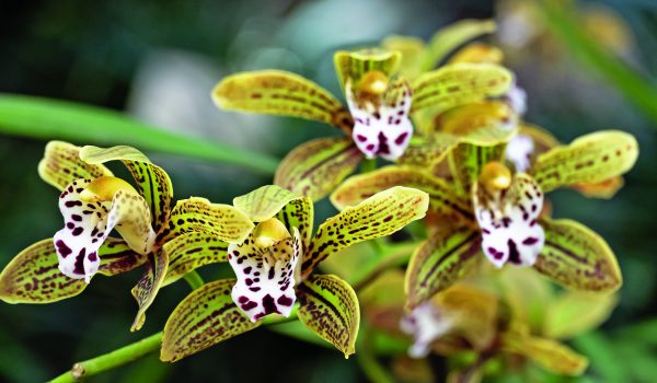 Orchideje: Překvapivě nenáročné květiny