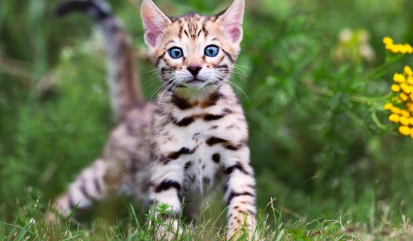 Jak nejlépe krmit kotě? Hlavně pravidelně