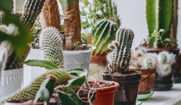 Nebojte se kaktusů! Odmění vás krásnými květy