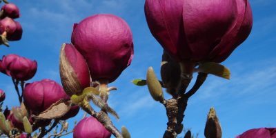 Magnolie – stromy a keře s úchvatnými květy
