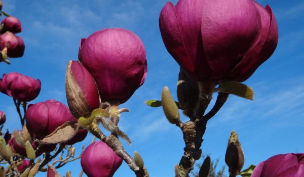 Magnolie – stromy a keře s úchvatnými květy