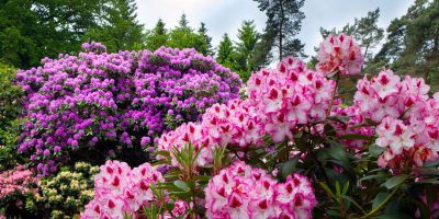 Rododendrony a azalky: Jak o ně pečovat, aby vám dělaly radost celý rok