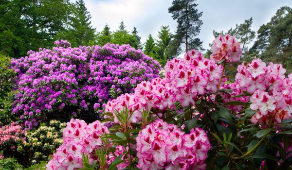 Rododendrony a azalky: Jak o ně pečovat, aby vám dělaly radost celý rok
