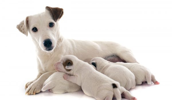 Zásady krmení štěňat, březích a kojících fen