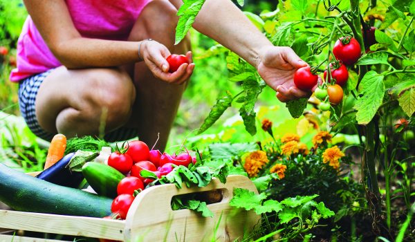 Vypěstujte si zeleninu bez chemie