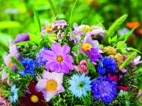 Zářivě barevné nebo jemně pastelové: Těšte se ze zahrady plné letniček