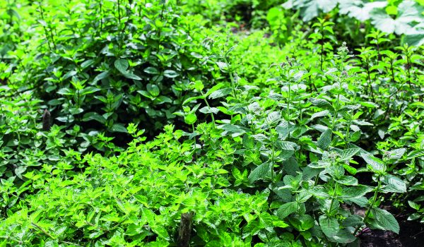 Máta: Pomůže na žaludek, nachlazení i při revmatismu