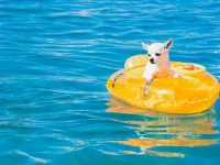 Umí váš pes plavat? Naučte ho to!