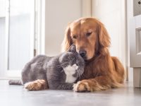 Pes a kočka – nejlepší přátelé? Jde to!