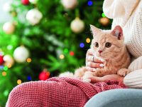 Pomozte mazlíčkům prožít klidný Silvestr
