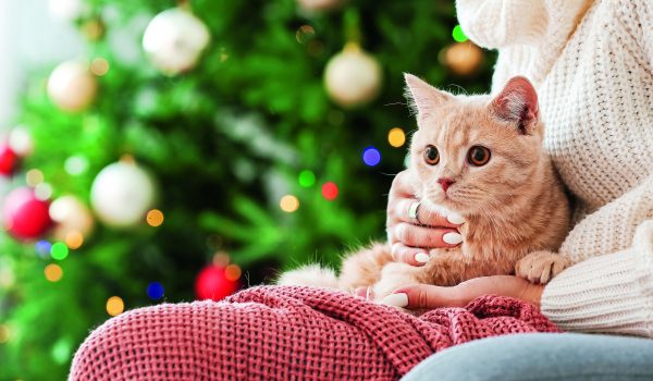 Pomozte mazlíčkům prožít klidný Silvestr