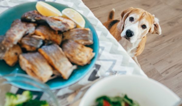 Nebezpečné psí mlsání: Ublížit můžou ořechy i čokoláda