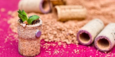 Originální magnetky se sukulenty