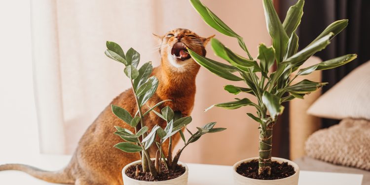 Nebezpečí pro domácí kočky? Pozor na pokojové rostliny!
