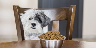 Co byste měli vědět o složení krmiva pro psy?
