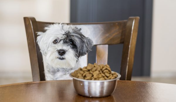 Co byste měli vědět o složení krmiva pro psy?
