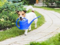 Je vaše zahrada bezpečná pro psy?