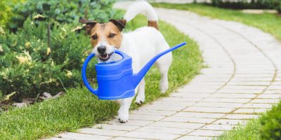 Je vaše zahrada bezpečná pro psy?