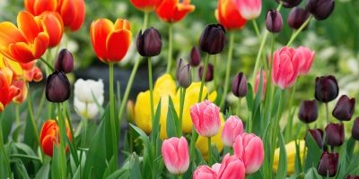 Zkrášlí terasu, stůl i záhon: Zamilujte si svěží tulipány