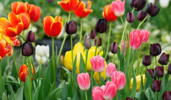 Zkrášlí terasu, stůl i záhon: Zamilujte si svěží tulipány
