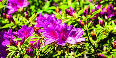 Azalky a rododendrony do malých zahrad
